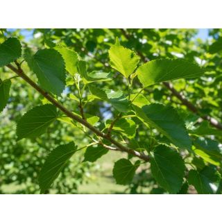 Compra MORERA SIN FRUTOS en la tienda online Fito Agrícola