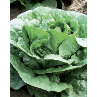 Compra LECHUGA MORTARELLA VERDE D'INVERNO Pildorada (5.000 Semillas) en la tienda online Fito Agrícola