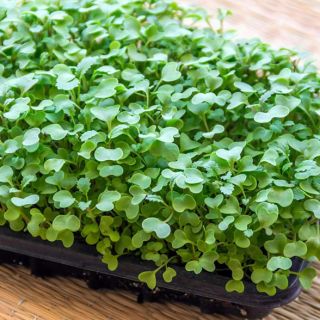 Compra MOSTAZA BLANCA MICROGREENS (5 Kgr.). en la tienda online Fito Agrícola