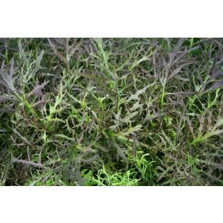 Compra MOSTAZA RUBY STREAKS BABY LEAF (10.000 Semillas) en la tienda online Fito Agrícola