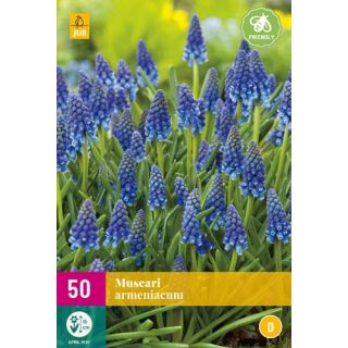 Compra MUSCARI ARMENIACUM XXL en la tienda online Fito Agrícola