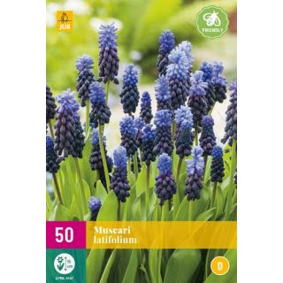 Compra MUSCARI LATIFOLIUM XXL en la tienda online Fito Agrícola