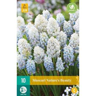Compra MUSCARI NATURE'S BEAUTY en la tienda online Fito Agrícola