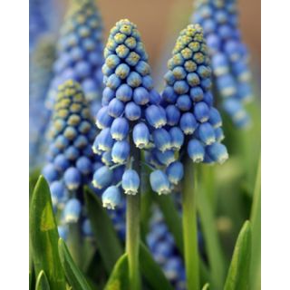 Compra MUSCARI BLUE MAGIC (100 Unid.). en la tienda online Fito Agrícola
