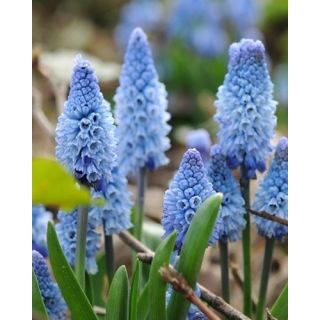Compra MUSCARI AZUREUM (100 Unid.). en la tienda online Fito Agrícola
