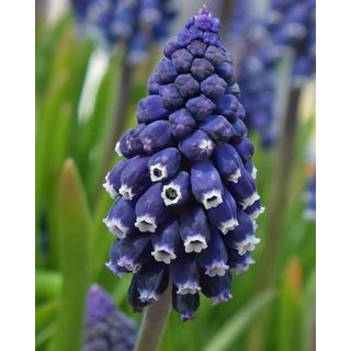 Compra MUSCARI JOYCE SPIRIT (100 Unid.). en la tienda online Fito Agrícola
