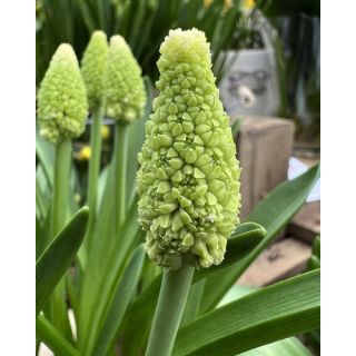 Compra MUSCARI LADY MADONNA (100 Unid.). en la tienda online Fito Agrícola