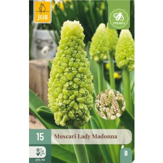 Compra MUSCARI LADY MADONNA en la tienda online Fito Agrícola