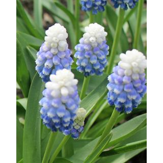 Compra MUSCARI MOUNTAIN LADY (100 Unid.). en la tienda online Fito Agrícola