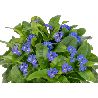 Compra MYOSOTIS BELLAMY BLUE (240 Plantas). en la tienda online Fito Agrícola