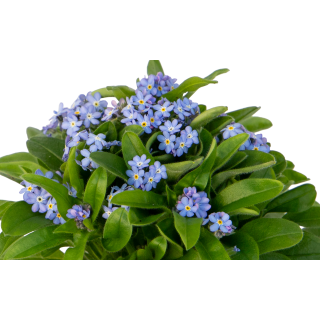 Compra MYOSOTIS BELLAMY LIGHT BLUE (240 Plantas). en la tienda online Fito Agrícola