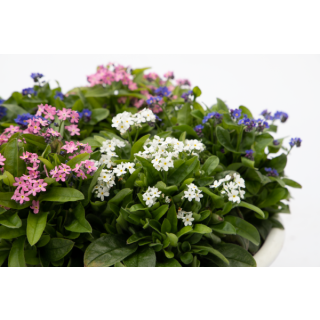 Compra MYOSOTIS BELLAMY MEZCLA (240 Plantas). en la tienda online Fito Agrícola