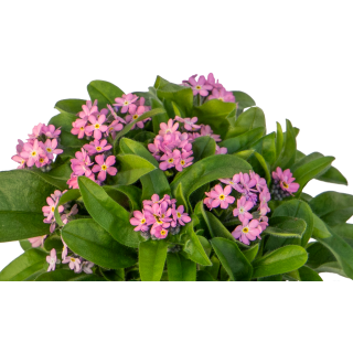 Compra MYOSOTIS BELLAMY PINK (240 Plantas). en la tienda online Fito Agrícola