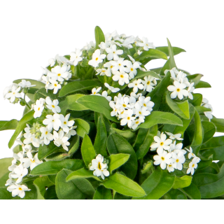 Compra MYOSOTIS BELLAMY WHITE (240 Plantas). en la tienda online Fito Agrícola