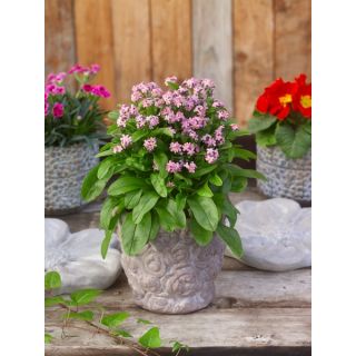 Compra MYOSOTIS LAURA DEEP ROSE (1000 Semillas). en la tienda online Fito Agrícola