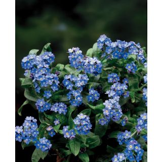 Compra MYOSOTIS NINA EARLY BLUE (1000 Semillas). en la tienda online Fito Agrícola