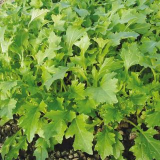 Compra NAMENIA AB (300 Semillas). en la tienda online Fito Agrícola