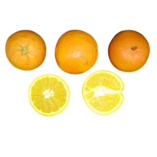 Compra NARANJO NAVEL FUKUMOTO - 17 en la tienda online Fito Agrícola