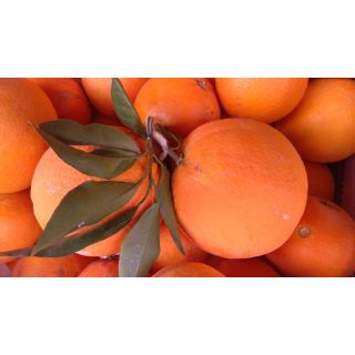 Compra NARANJO NAVELINO - 25 en la tienda online Fito Agrícola