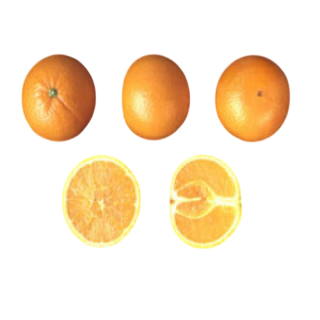 Compra NARANJO LANE LATE - 17 en la tienda online Fito Agrícola