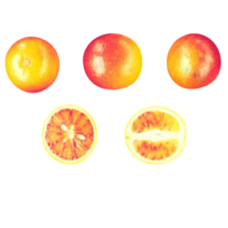 Compra NARANJO SANGUINELLI - 17 en la tienda online Fito Agrícola