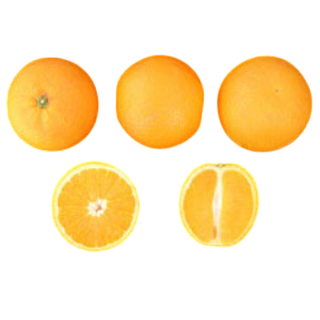 Compra NARANJO VALENCIA DELTA SEEDLESS - 17 en la tienda online Fito Agrícola