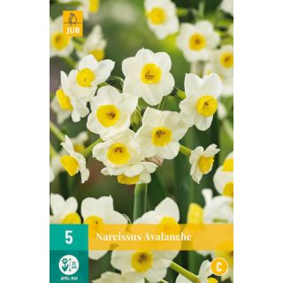 Compra NARCISOS AVALANCHE en la tienda online Fito Agrícola