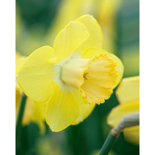 Compra NARCISOS AVALON (100 Unid.). en la tienda online Fito Agrícola