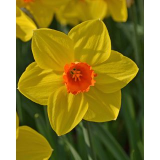 Compra NARCISOS BRACKENHURST (100 Unid.). en la tienda online Fito Agrícola