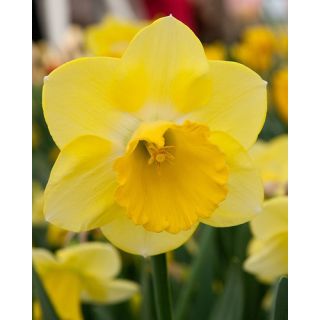 Compra NARCISOS CAIRNGORM (100 Unid.). en la tienda online Fito Agrícola