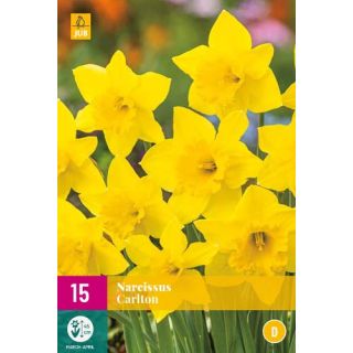 Compra NARCISOS CARLTON XXL en la tienda online Fito Agrícola