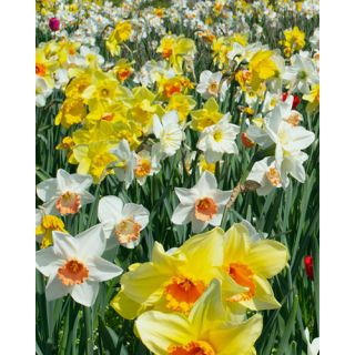 Compra NARCISOS DE FLOR GRANDE MIX (100 Unid.). en la tienda online Fito Agrícola