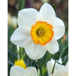 Compra NARCISOS FLOWER RECORD (100 Unid.). en la tienda online Fito Agrícola