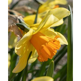 Compra NARCISOS FORTISSIMO (100 Unid.). en la tienda online Fito Agrícola