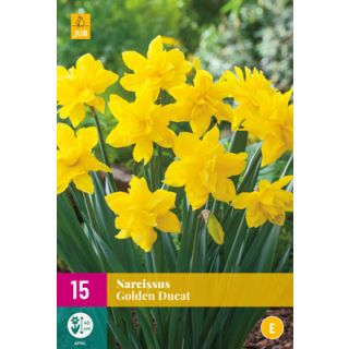 Compra NARCISOS GOLDEN DUCAT XXL en la tienda online Fito Agrícola