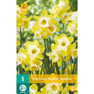 Compra NARCISOS HUNTER SUNRISE en la tienda online Fito Agrícola