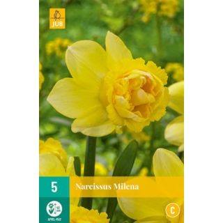 Compra NARCISOS MILENA en la tienda online Fito Agrícola