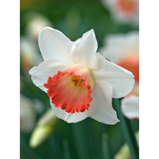 Compra NARCISOS PINK CHARM (100 Unid.). en la tienda online Fito Agrícola