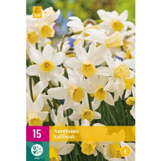 Compra NARCISOS SAILBOAT XXL en la tienda online Fito Agrícola