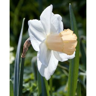 Compra NARCISOS SALOME (100 Unid.). en la tienda online Fito Agrícola