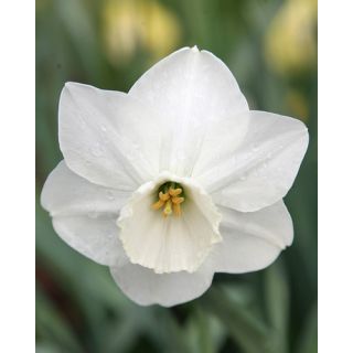 Compra NARCISOS STAINLESS (100 Unid.). en la tienda online Fito Agrícola