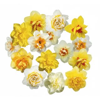Compra NARCISOS DOBLES MIX (100 Unid.). en la tienda online Fito Agrícola
