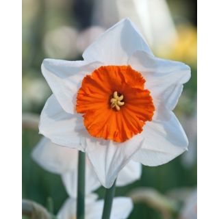 Compra NARCISOS BELLA VISTA (100 Unid.). en la tienda online Fito Agrícola