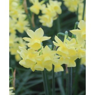 Compra NARCISOS ANGELS BREATH (100 Unid.). en la tienda online Fito Agrícola