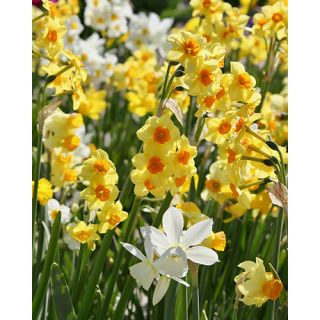Compra NARCISOS BOTANICOS MIX (100 Unid.). en la tienda online Fito Agrícola
