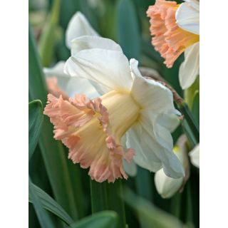 Compra NARCISOS BRITISH GAMBLE (100 Unid.). en la tienda online Fito Agrícola