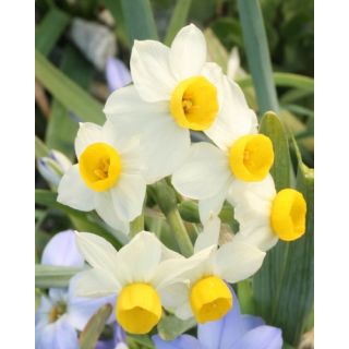 Compra NARCISOS CANALICULATUS (100 Unid.). en la tienda online Fito Agrícola