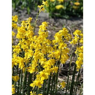 Compra NARCISOS CORDUBENSIS (100 Unid.). en la tienda online Fito Agrícola