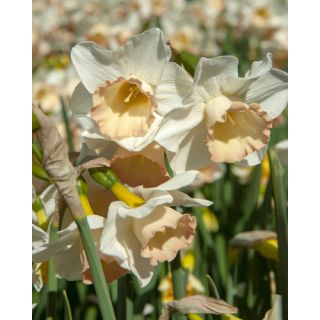 Compra NARCISOS COSMOPOLITAN (100 Unid.). en la tienda online Fito Agrícola