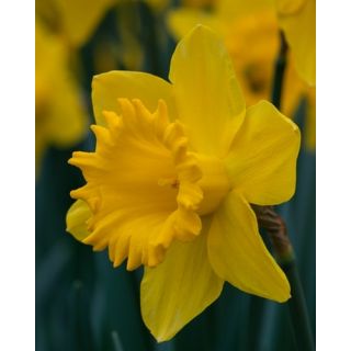 Compra NARCISOS DUTCH MASTER (100 Unid.). en la tienda online Fito Agrícola